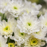 crisantemi crisantemi vivai tomasi