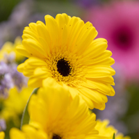 gerbera gerbera vivai tomasi