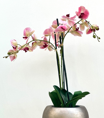 orchidea Sintetica vaso vivai tomasi