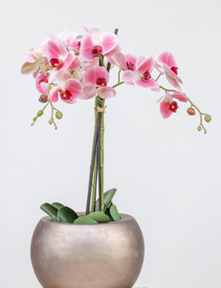pianta Orchidea vivai tomasi
