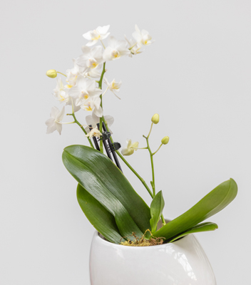 pianta Orchidea vaso Bianco vivai tomasi