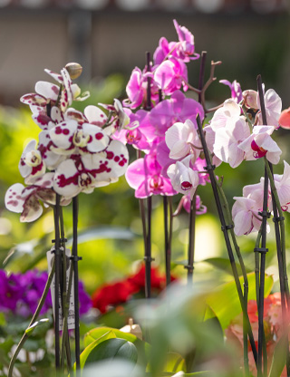Piante di orchidee a 3 steli in varie colorazioni: bianco, viola e rosa
