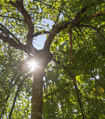 Albero di Sophora visto dal basso verso l'alto. Vengono messe in risalto la sinuosa forma dei rami cadenti e il sole che filtra tra le foglie