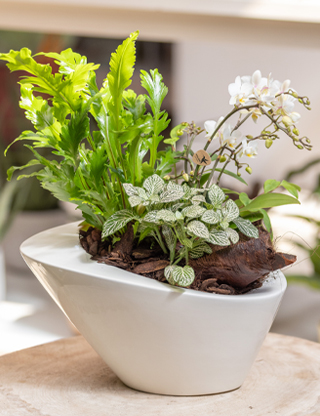 Composizione di piante fiorite miste. In un vaso leggermente ovale e color bianco sono state inserite: Asplenium Antiquum, una fittoni verde e un'orchidea bianca