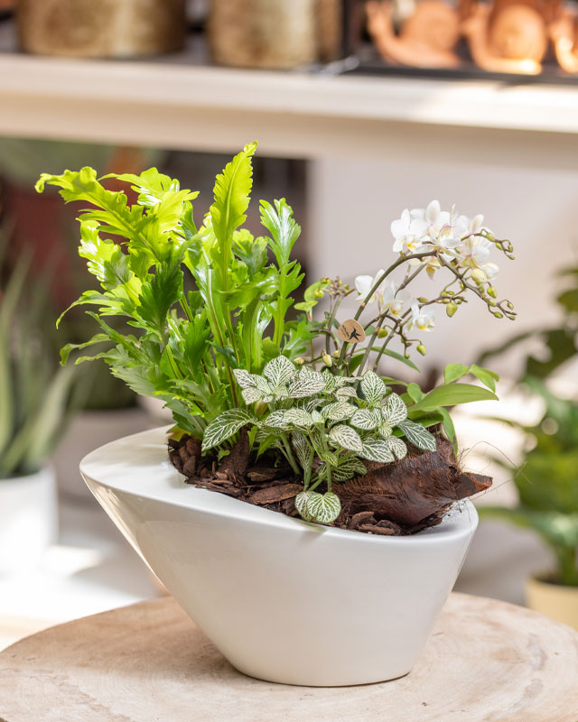 Composizione in vaso bianco con orchidea e patine verdi. Nel vaso sono inserite un'orchidea bianca, una fittonia con foglie verdi dalle striature banche e un'asplenium.