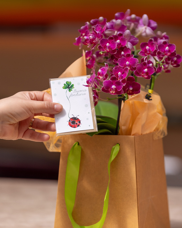 Confezione regalo. All'interno di una borsa color pesca con maniglie verdi è stata inserita una piccola orchidea viola. Accanto ad essa, una mano tiene un biglietto con scritto "buona fortuna"