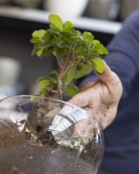 Servizi_immagineIntro Rinvaso di un bonsai. Una mano sta sistemando la terra all'intento di un vaso di vetro nel quale è stato sistemato un ficus bonsai