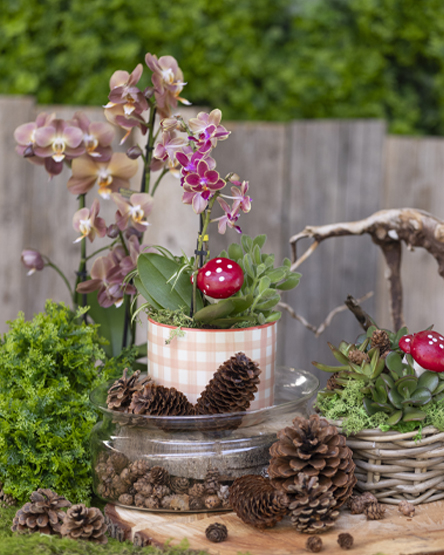 Vivaio_immagineIntro Allestimento autunnale con piante verdi e orchidee, l'atmosfera è resa più avvolgente grazie all'inserimento di pigne e decorazioni a forma di funghetto