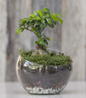 Ficus bonsai inserito in un vaso di vetro circolare e circondato da muschio. Il vaso esalta ogni strato del terriccio nel quale è inserito il bonsai.