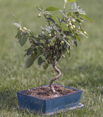 Bonsai di melo, si notano dei piccoli frutti sull'albero. Il bonsai è inserito in un elegante vaso rettangolare di colore blu