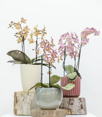 Composizione composta da 3 orchidee di colori e forme diverse. Ogni pianta è stata inserita in un vaso diverso per esaltarne il colore e la raffinatezza