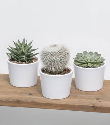 presentazione di 3 diversi tipi di pianta succulenta (cactus) inserire in semplici vasi di ceramica bianca. I vasi esaltano le forme e il colore verde delle succulente