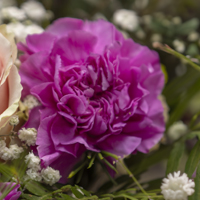 recisi_garofanoViola Primo piano di un garofano viola