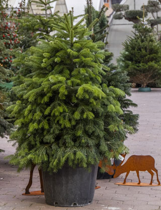 Abete verde in vaso, circondato da sagome decorative di cervi, esposto in un vivaio all'aperto.