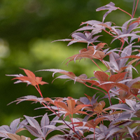 vivaio_aceroRosso Dettaglio foglie di acero rosso