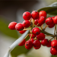 vivaio_ilexNellieStevens Dettaglio delle bacche rosse di una pianta di Ilex Nellie Stevens
