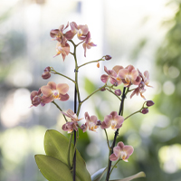 vivaio_orchideaSfumatureViola