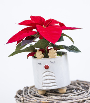 Stella di Natale rossa in un piccolo vaso bianco natalizio. Sul vaso è riprodotto in rilievo il muretto stilizzato di una renna con un piccolo naso rosso.