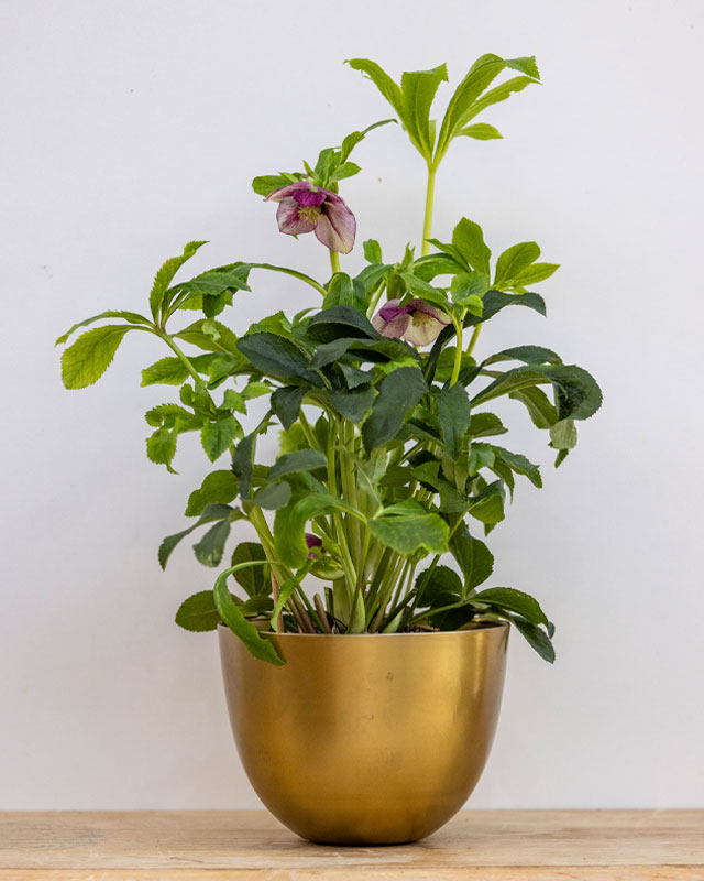 Rosa di Natale con fiori rosa e viola in un elegante vaso dorato, posizionata su un tavolo di legno.