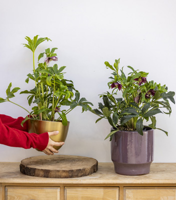 Due piante di rosa di Natale in vaso, una con un contenitore dorato e l'altra in un vaso viola lucido, posizionate su un mobile in legno chiaro. Una mano in maglione rosso sposta delicatamente il vaso dorato su una base di legno.