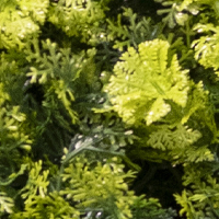 pareteVerdeartificiale_fogliage