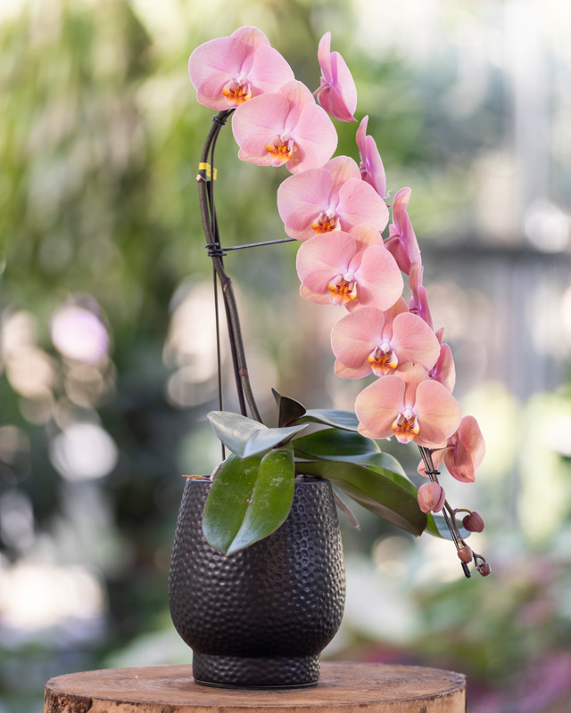 Orchidea rosa a cascata in vaso