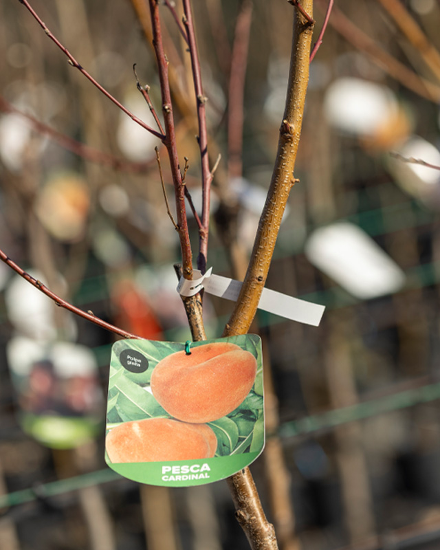 Ramo di pesco al quale è attaccato un cartellino con il suo nome e l'immagine di due pesche