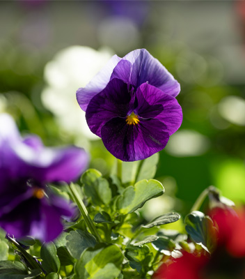 Primo piano del fiore viola di una viola del pensiero. Sullo sfondo altre viole sfocate