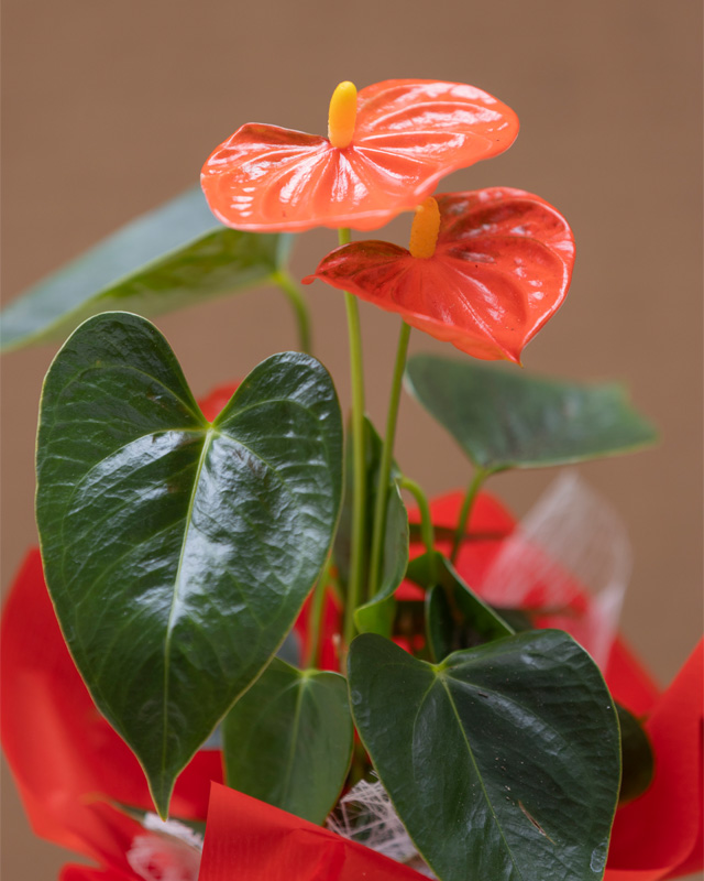 Primo piano fiori rossi di anthurium, idea regalo per la Festa della Mamma, realizzato dai Vivai Tomasi di Santa Margherita di Ala