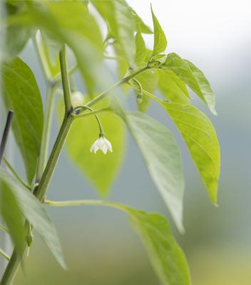 Dettaglio di foglie verdi e fiore di peperoncino coltivata nei Vivai Tomasi di Santa Margherita di Ala, specializzati in piante orticole e aromatiche