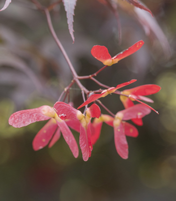 Dettaglio floreale di acero rosso in fiore, coltivato nei Vivai Tomasi a Santa Margherita di Ala.