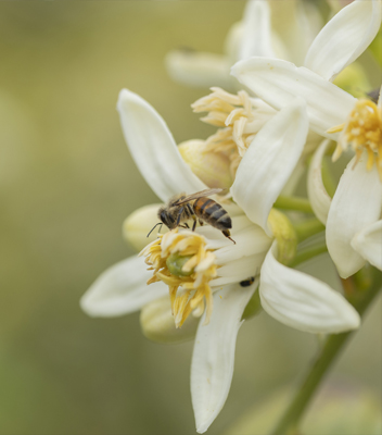 Primo piano dei fiori del limone in fiore su cui sta volando un'ape, dettaglio botanico della pianta agrumicola nei Vivai Tomasi a Santa Margherita di Ala