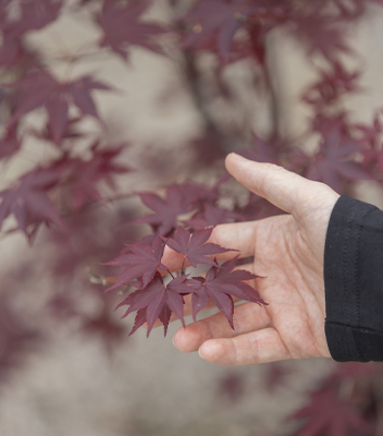 Mano che accarezza le giovani foglie di un acero rosso nei Vivai Tomasi, a simboleggiare cura e attenzione per le piante.