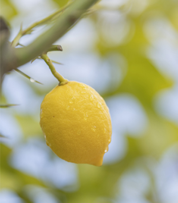 Primo piano di un limone maturo su pianta coltivata ai Vivai Tomasi di Santa Margherita di Ala, esempio di agricoltura locale e produzione di qualità