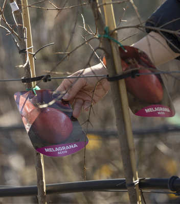 Cartellino identificativo su giovane albero di melograno dei Vivai Tomasi, con scorcio del tronco e coltivazione in vivaio.