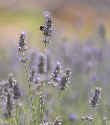 vivai-Tomasi-lavanda+ape Rami di lavanda fioriti su cui si sta posando un'ape da Vivai Tomasi