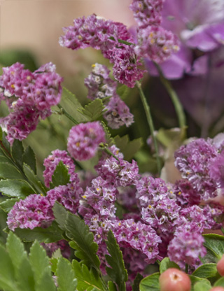 vivai-Tomasi-limonium Rami recisi di limonium viola da Vivai Tomasi