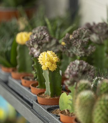 Mensola di painte succulente miste da Vivai Tomasi