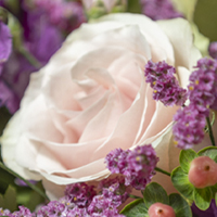 vivai-Tomasi-rosa+limonium Rosa rosa circondata da limonium da Vivai Tomasi