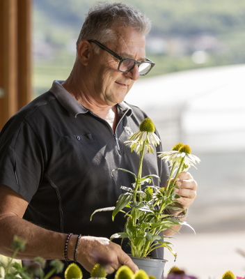 Roberto, proprietario di Vivai Tomasi, con i in mano una pianta di echinacea bianca