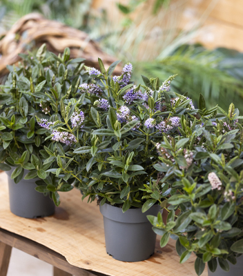 Piante di hebe viola
