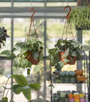 2 varietà di pothos presenti da Vivai Tomasi