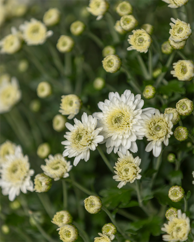 vivai-tomasi-crisantemi-bianchi Dettaglio fiori e boccioli di crisantemi bianchi, presenti da Vivai Tomasi