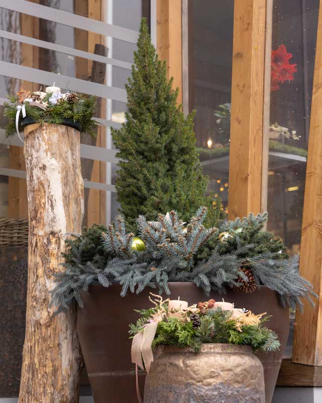 Vivai-Tomasi-abete+coroneAvvento Ingresso esterno di Vivai Tomasi nel quale sono stati disposti abeti e corone dell'avvento