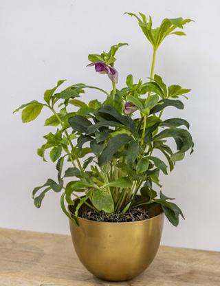 Pianta Rosa di Natale in vaso dorato, vivai Tomasi