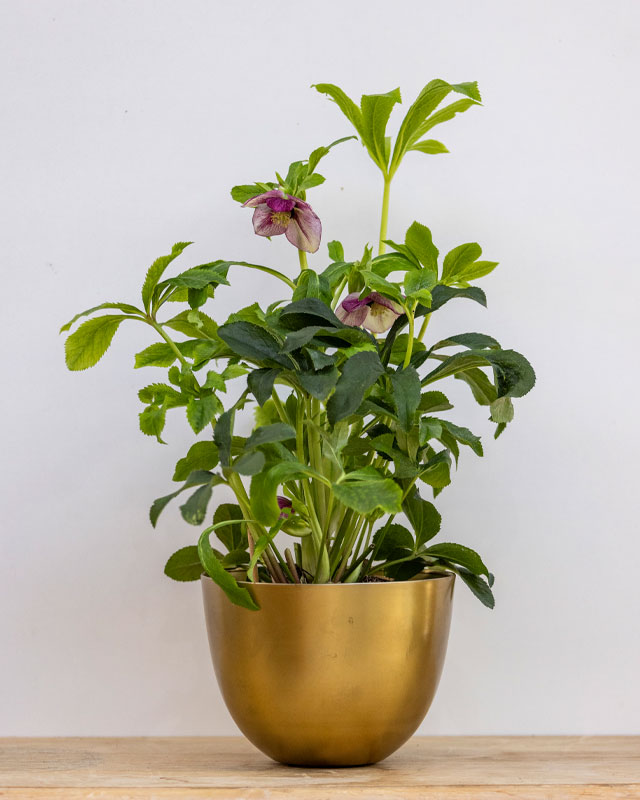 Vivai-Tomasi-rosaNatale Pianta Rosa di Natale in vaso dorato, vivai Tomasi