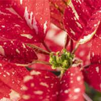 Vivai-Tomasi-stella-natale-dettaglio Dettaglio fiore Stella di Natale